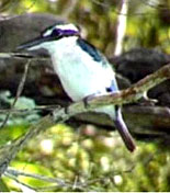 Brown-winged Kingfisher