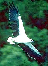 White Belly Sea Eagle